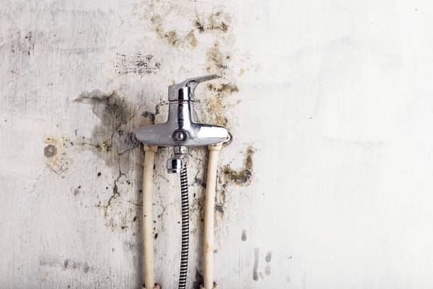 Best Residential Mold Remediation in River Grove, IL