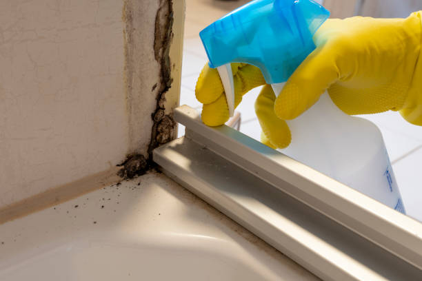 Best Black Mold Remediation in River Grove, IL