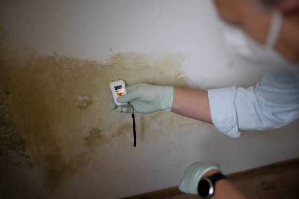 Best Post-Flood Mold Remediation in River Grove, IL