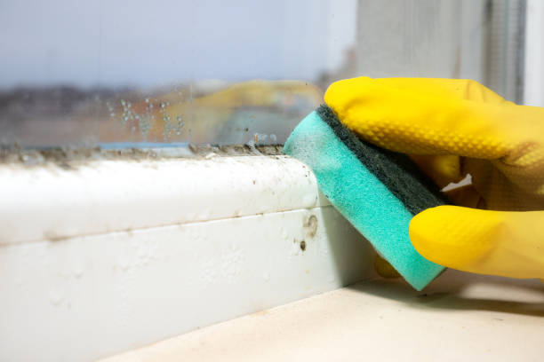 Best Commercial Mold Remediation in River Grove, IL